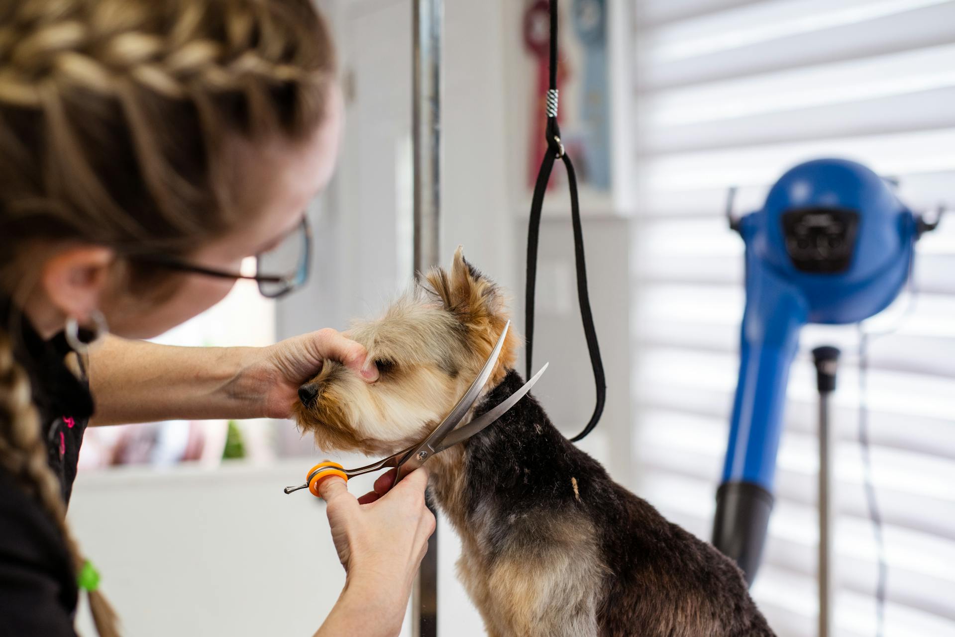 Dog getting hair cut