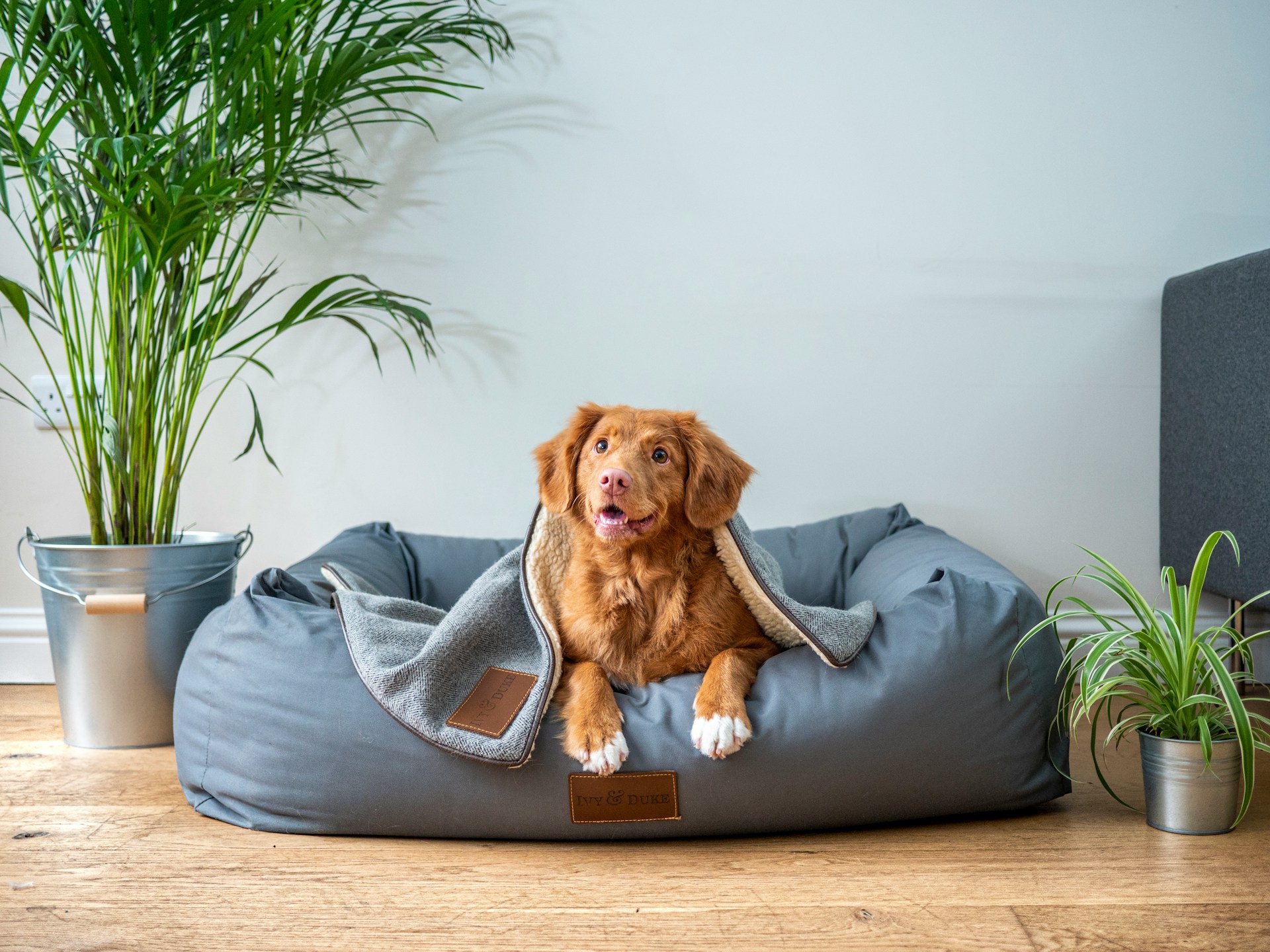 A dog sitting in couch